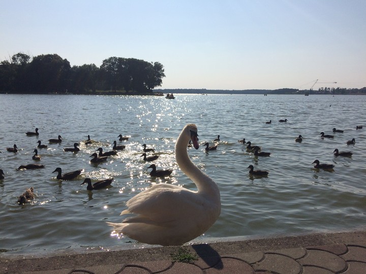 Swan