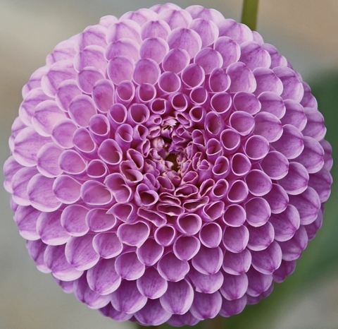 Pink Flower
