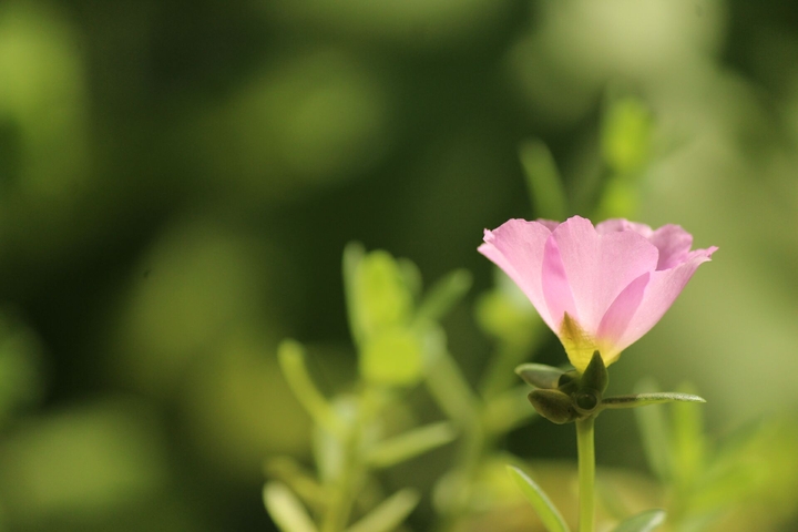 floralove