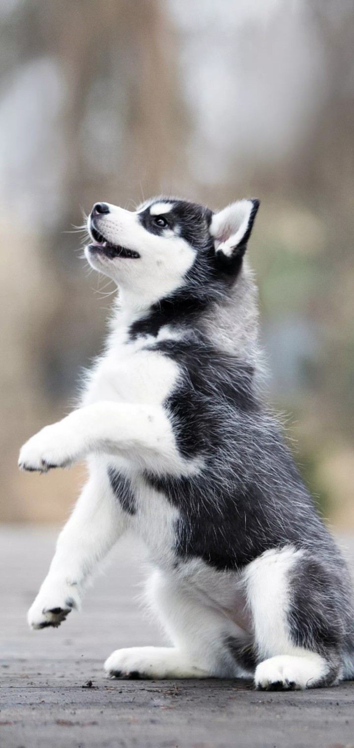 lovely puppy