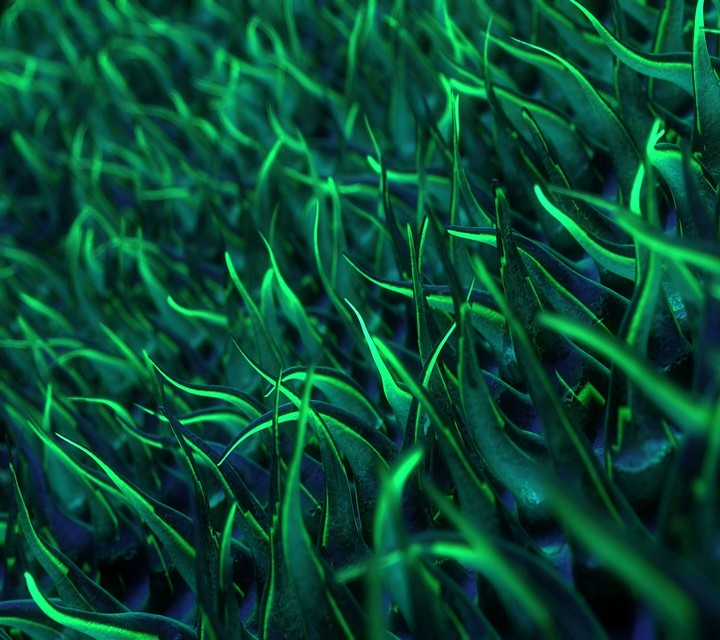 grass hd