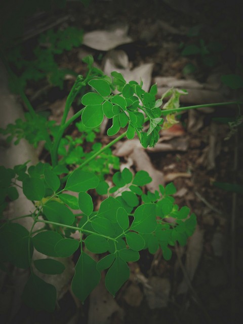 green world