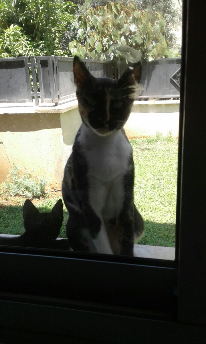 sweet cats