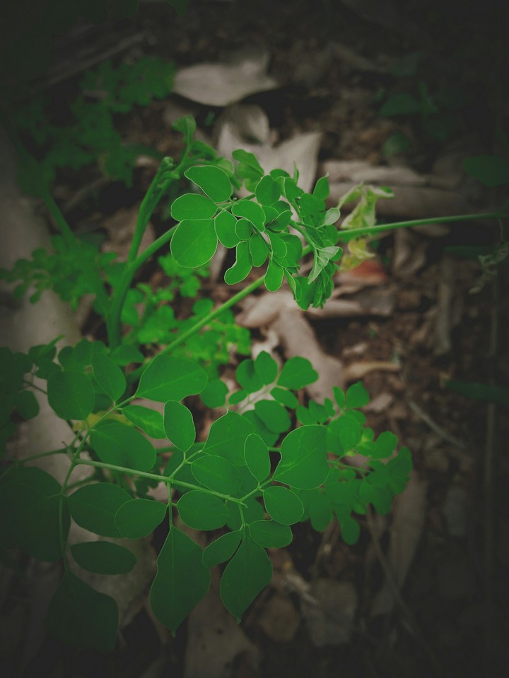 green world