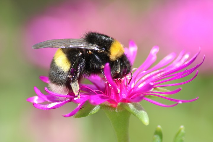 Bumblebee