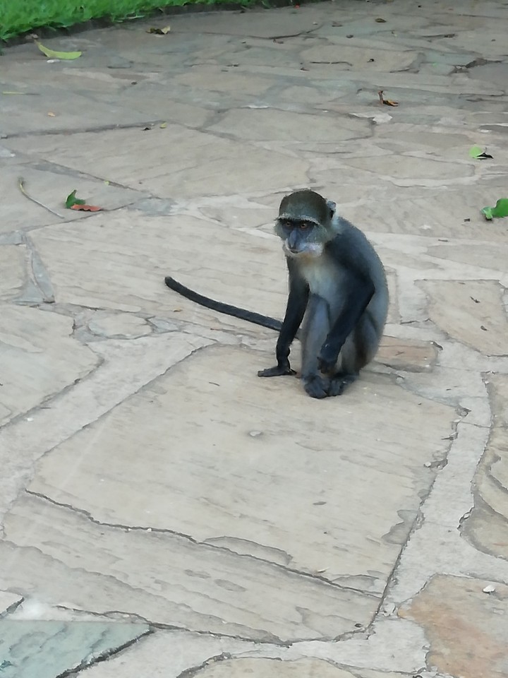 monkey