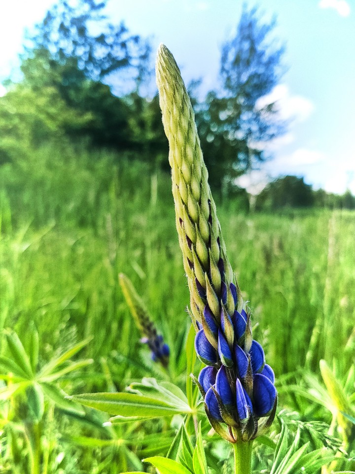 Blume