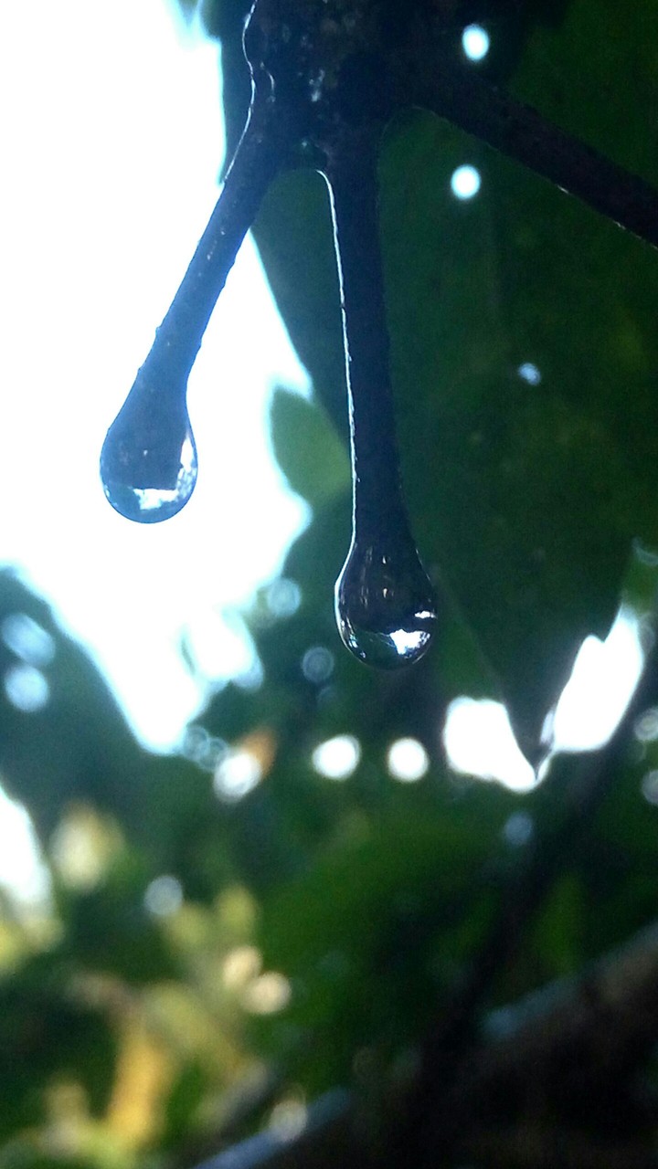 drops