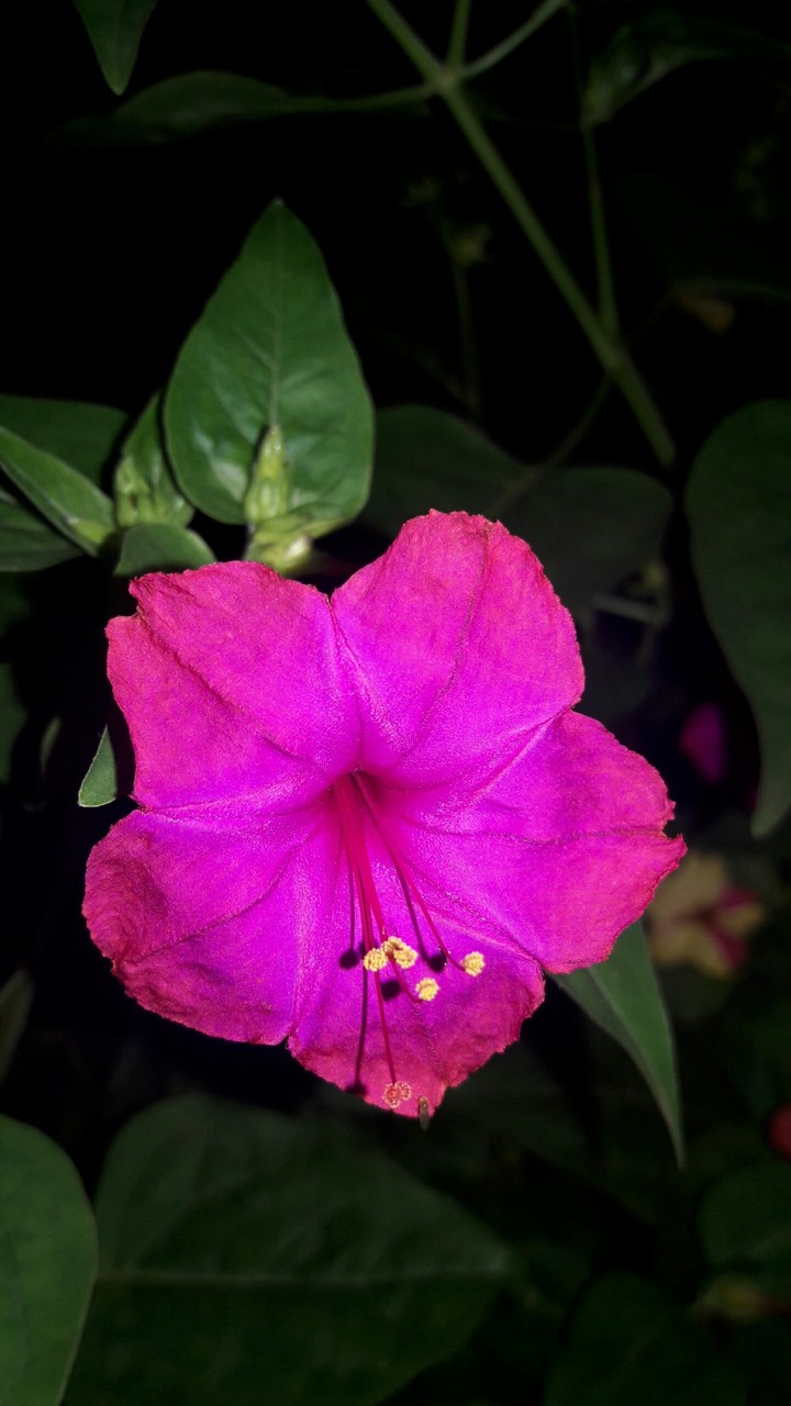 flower