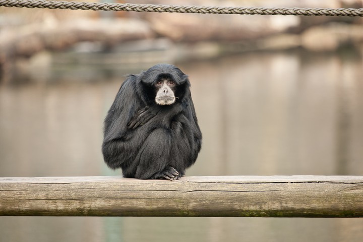 Monkey....