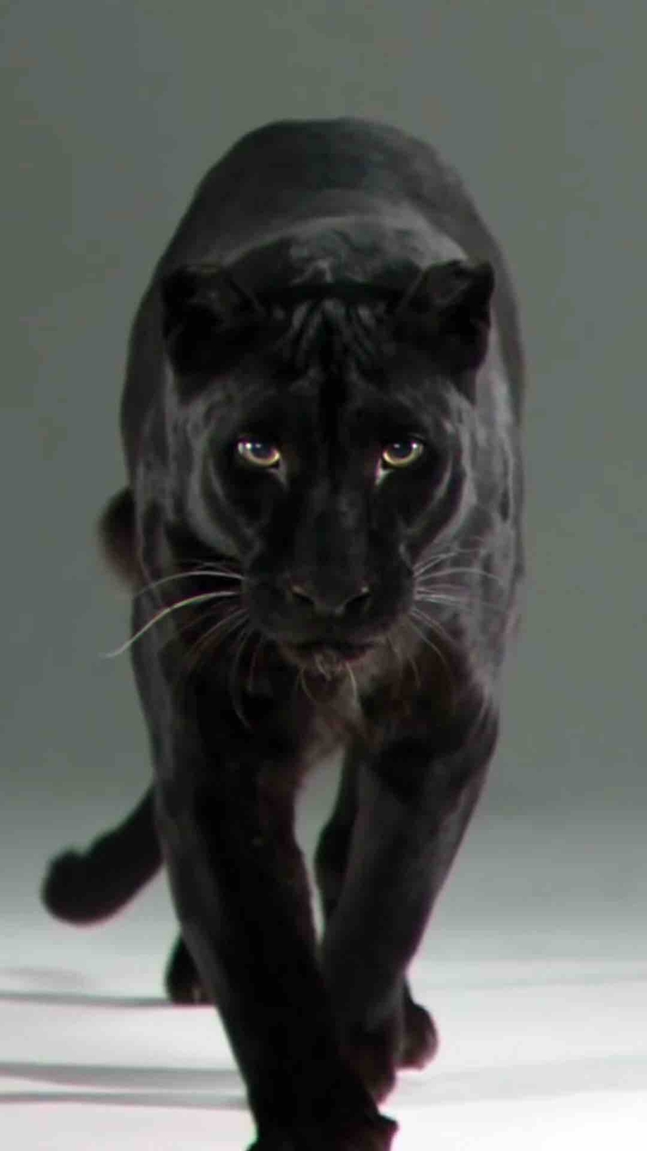 Black Panther