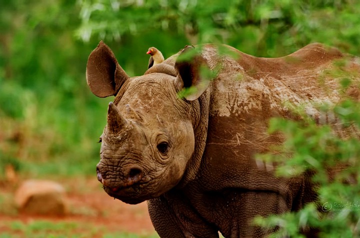 rhino