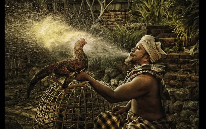 hen