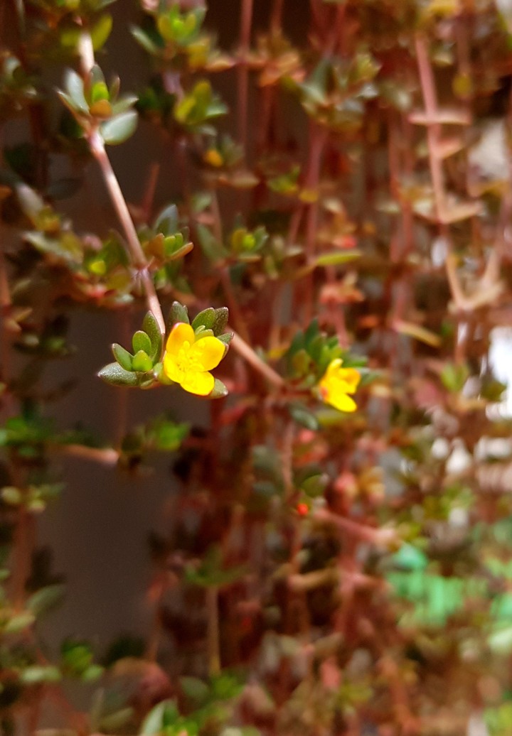 yellow flower