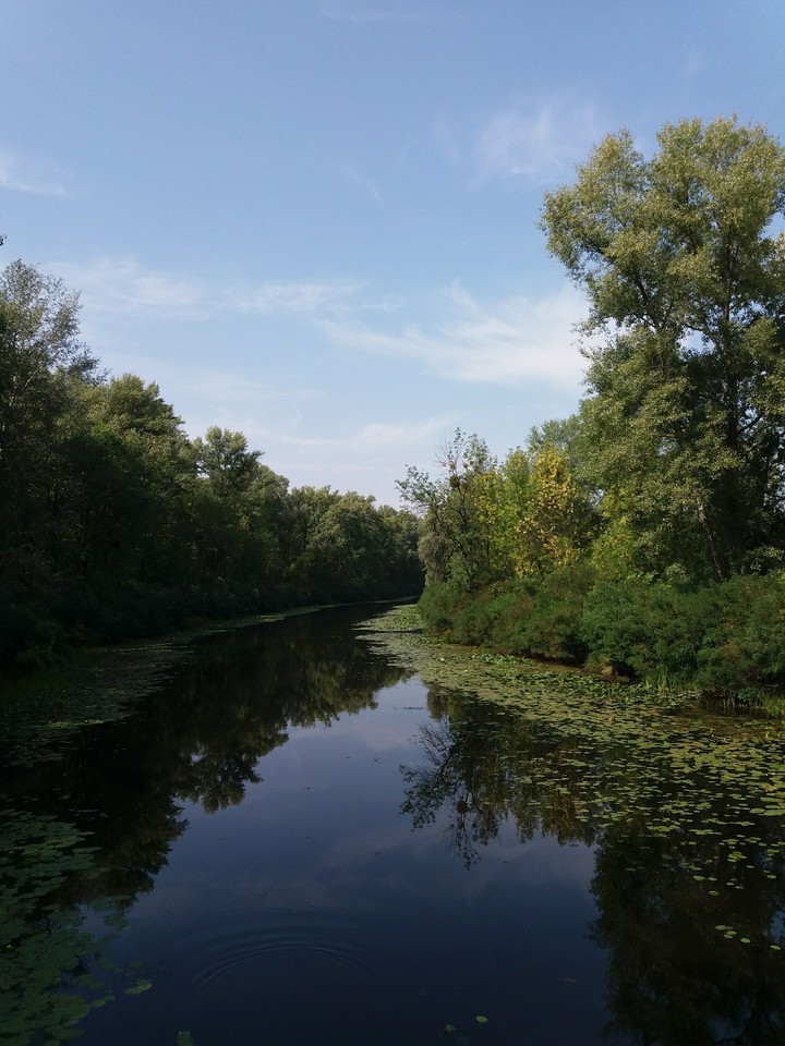 Лес