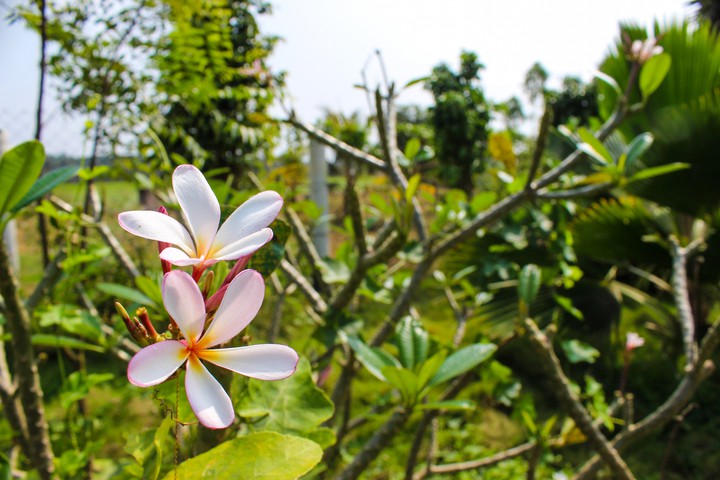 lilly flowers