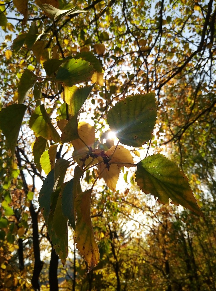 AUTUMN