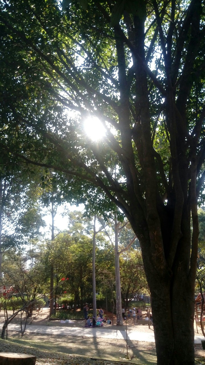 Sol entre árvores