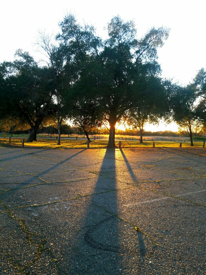 Sunset in the Trees