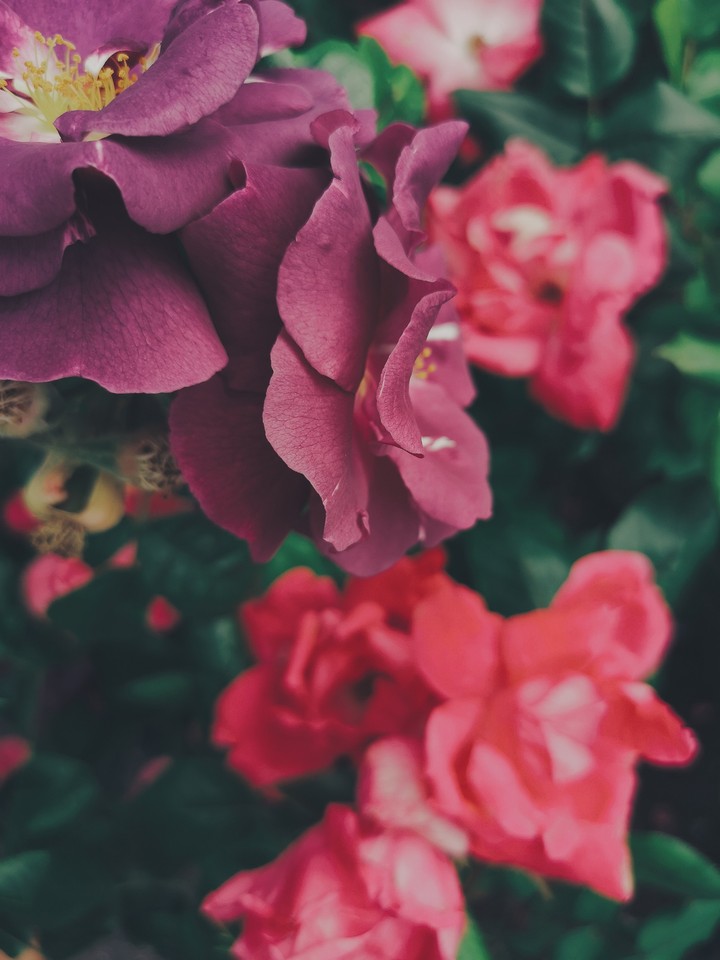 rose flowers