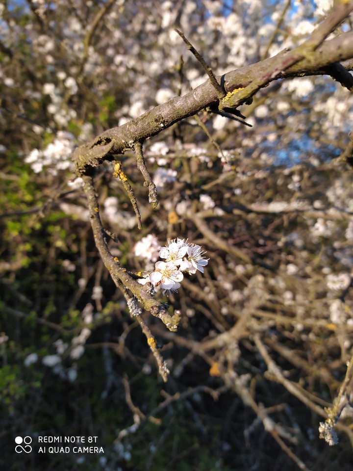 blossom