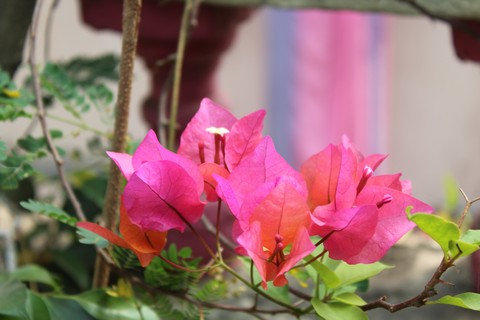 Pink Blossoms