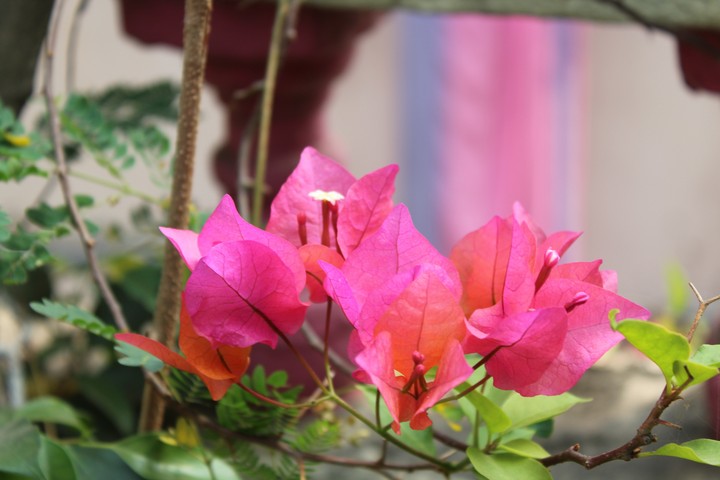 Pink Blossoms