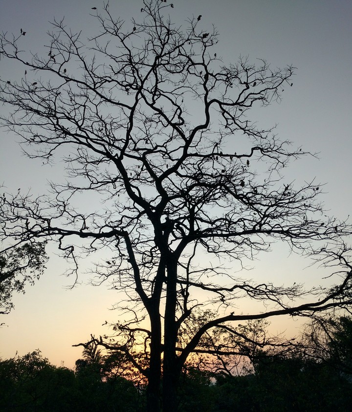 Silhouette Tree