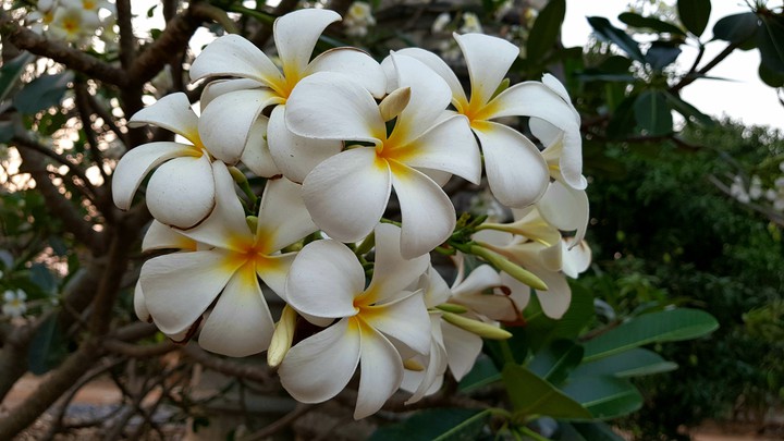 Or white plumeria flowers.