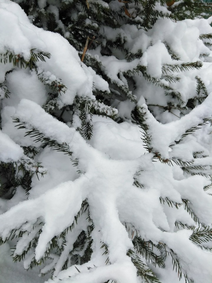 Snowy spruce