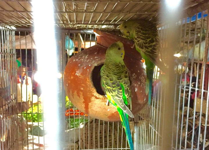 love & loveBirds in a caged