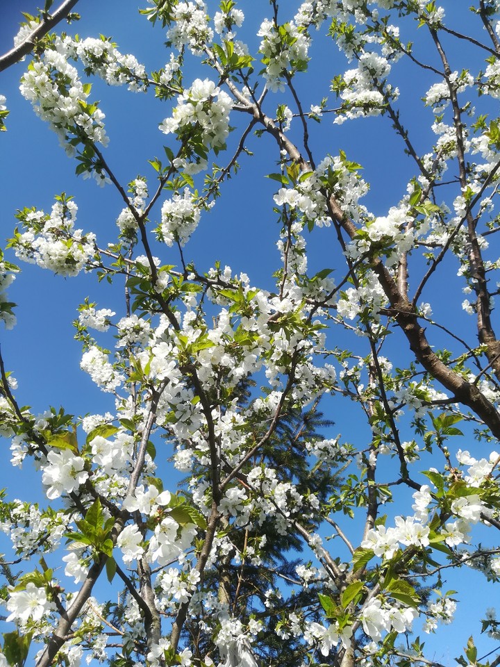 my garden