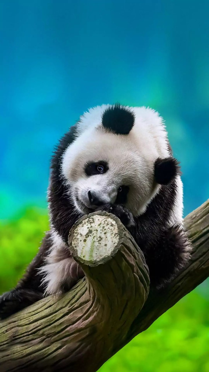 Little Panda...