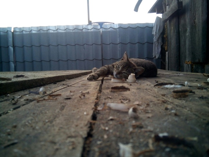 Cat