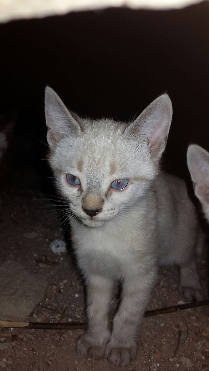 The little cat