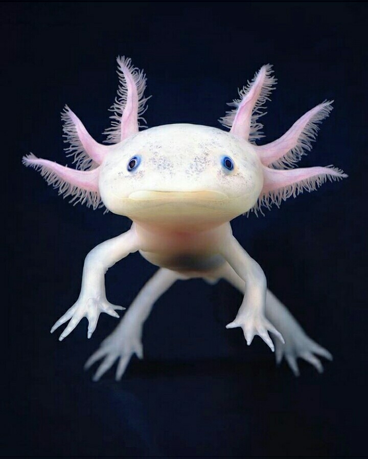 salamenders