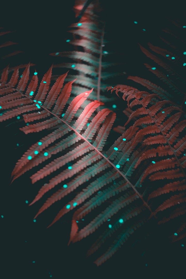 wallpaper