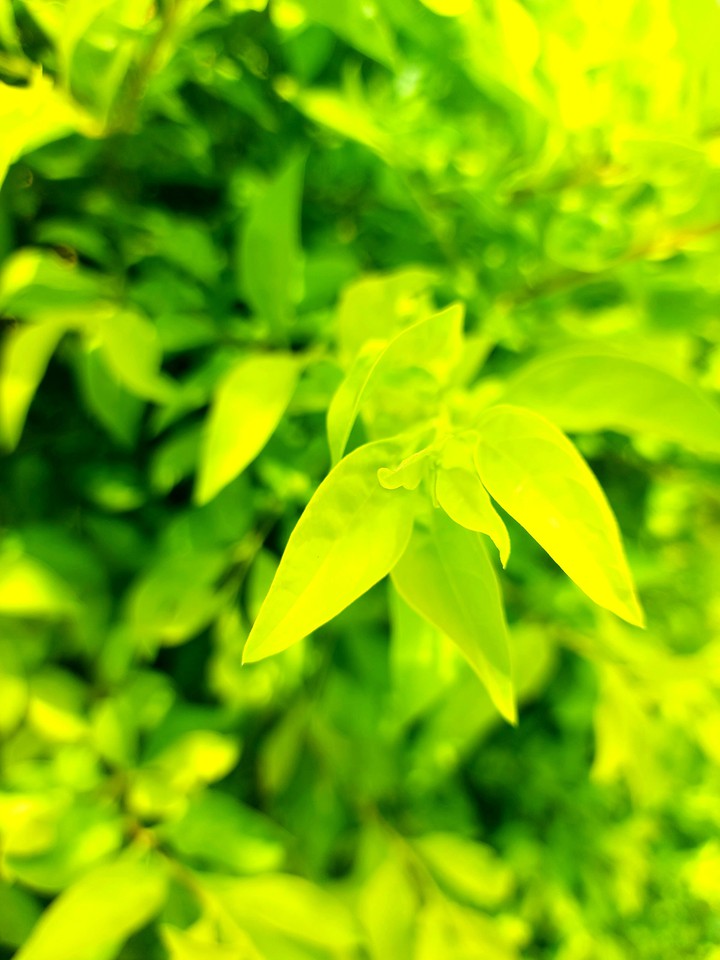 Green India