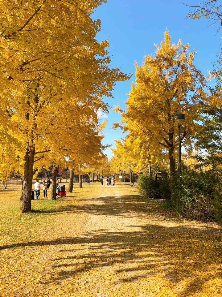 In mid-autumn