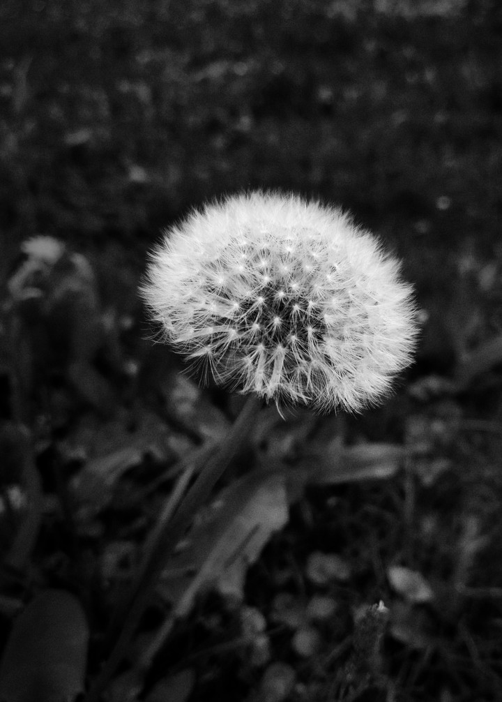 Dandelion
