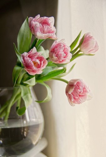 pink flowers