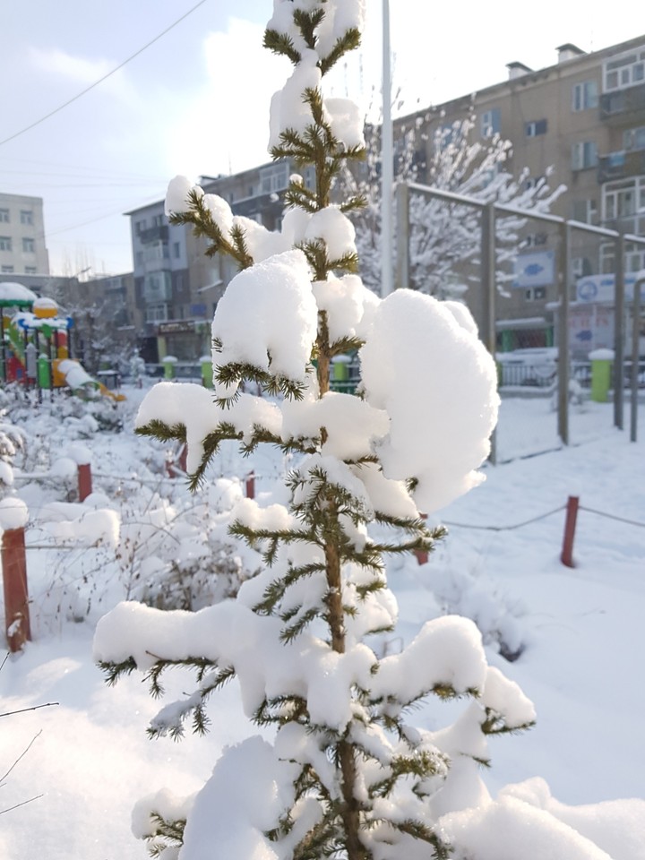 tree snow