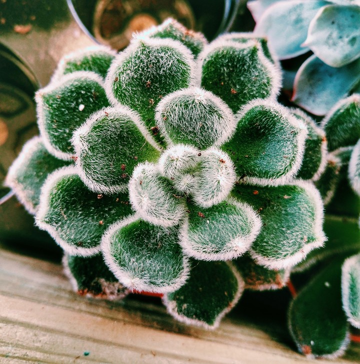 Greenflower