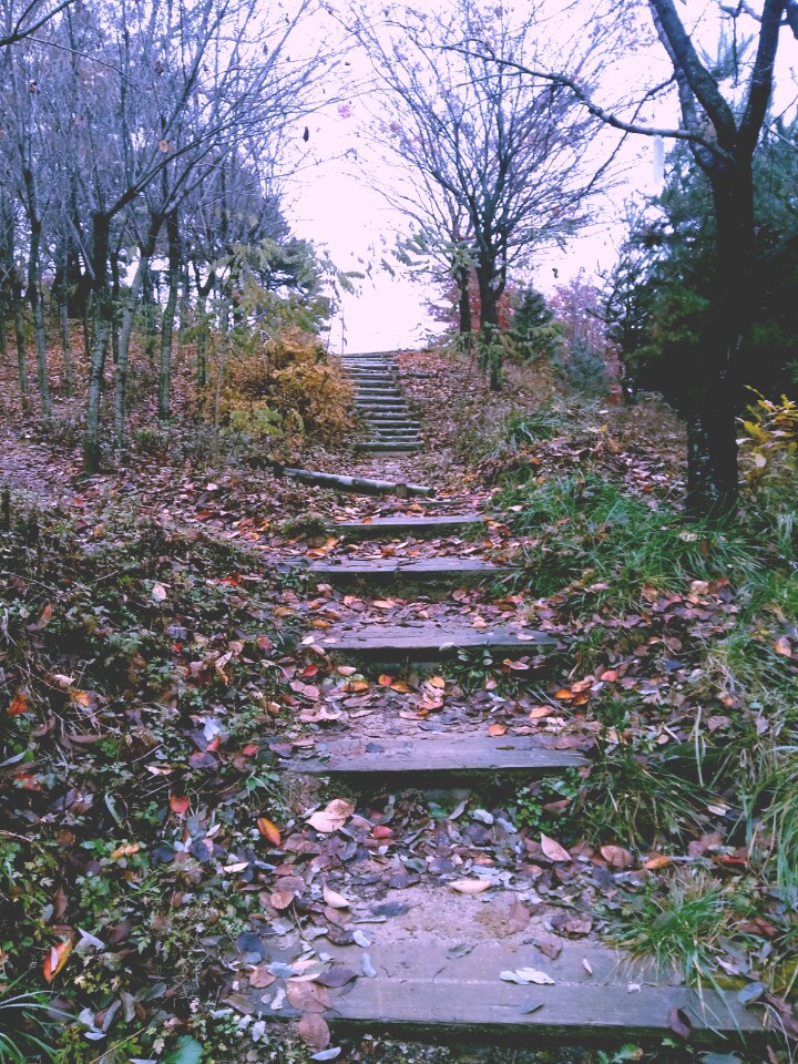 in forest