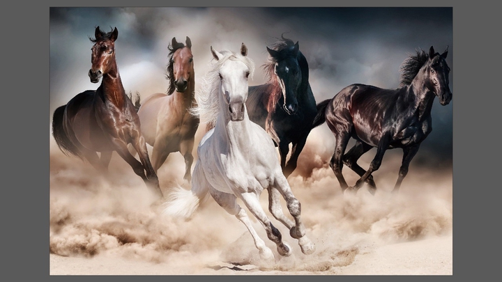 Horse