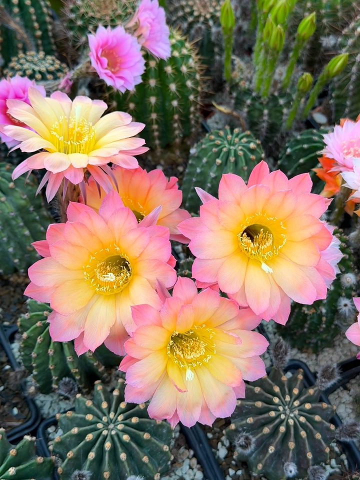 רקעים Pollen, petal