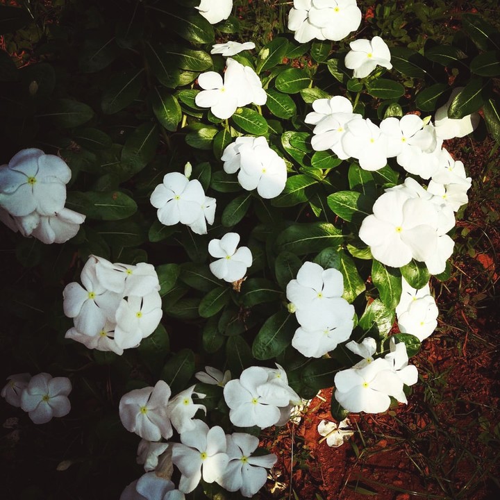 everyday flower