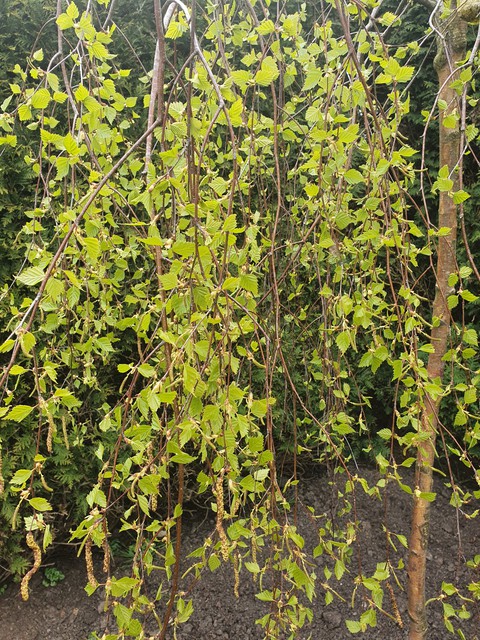 Birch tree