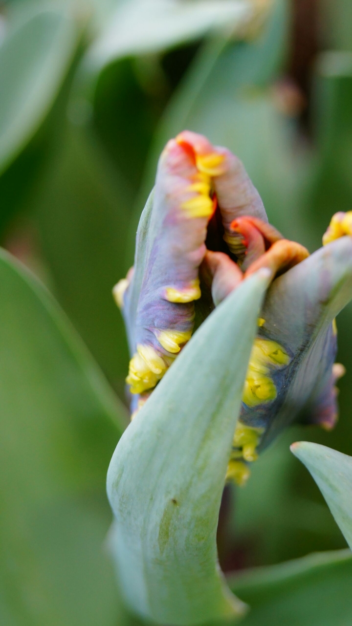 Parrots Flower