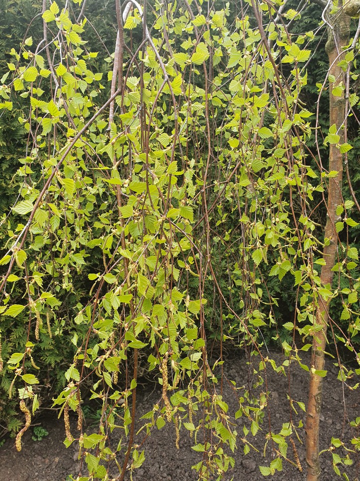 Birch tree